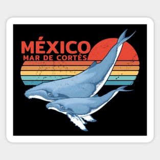 México Sea of Cortez Humpback Whale Sticker